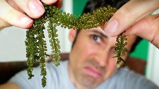 SEA GRAPES - Exploring YouTubes Favorite Seaweed