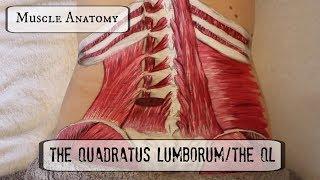 Muscle Anatomy THE QL