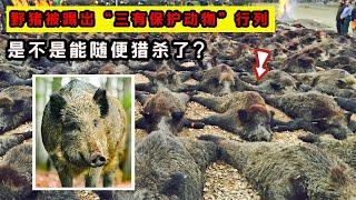 野豬從“三有動物”除名，沒了“免死金牌”，是不是能隨意殺了？