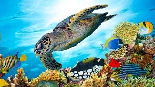 Beautiful Relaxing Music Underwater Tropical fish Coral reefs Sea Turtles in 4k by Tim Janis