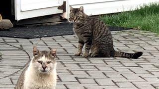 Feral cats final love story