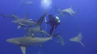 Dive Aliwal Shoal with Agulhas House