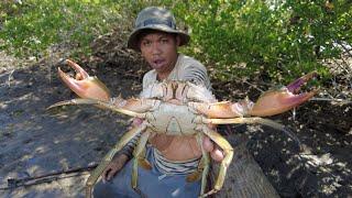 Amazing Catching Huge Mud Crabs at Swamp after Water Low Tide