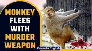 Rajasthan Monkey flees with bag of evidence in murder case Jaipur police tell court Oneindia News