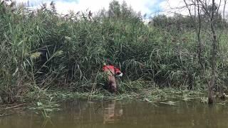 Cutting Phragmites with a STIHL saw