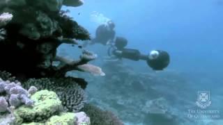 Virtual Diving to Save Reef