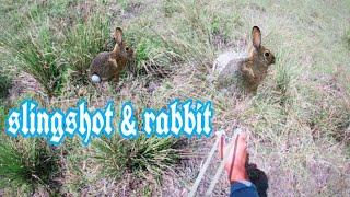 Amazing Hunted Rabbit Using Slingshot - Hunting & Cook