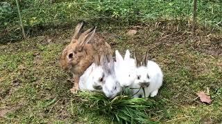 Notre première portée de lapereaux avec maman lapin 