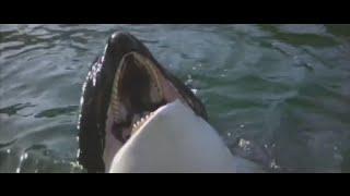 Highlights from Orca The Killer Whale