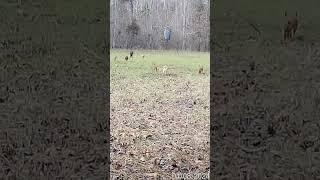 Wild Hogs Hitting The Food Plots