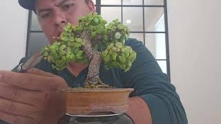 portulacaria afra bonsai mame estilo moyogi defoliacion