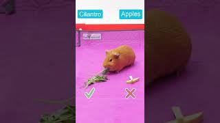 Guinea Pig Picks a Snack P10