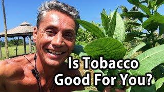 Is Tobacco Good For You?  Tip Of The Day  Dr. Robert Cassar