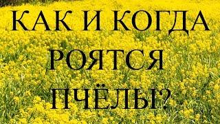 Пасека без роения без трутня с большим медосбором