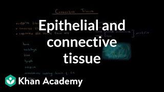 Epithelial and connective tissue  Cells  MCAT  Khan Academy