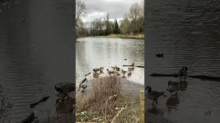 Geese lakeside
