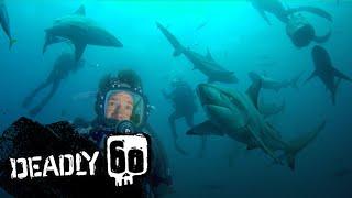 Diving with Dangerous Bull Sharks  Deadly 60  BBC Earth Kids