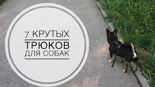 ДРЕССИРУЕМ СОБАКУ. 7 КРУТЫХ ТРЮКОВ