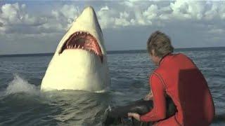 The Last Jaws 1981  Full Movie