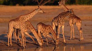 Giraffes Drink Water in a Surprising Way  Zimbabwe  Wild Travel  Robert E Fuller