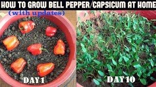 How to Grow Bell PepperCapsicum at Home WITH UPDATES