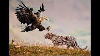 Leopard vs Eagle real Fight To Death - Wild Animals Attack