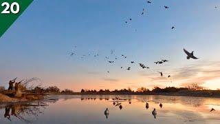 DECOYING Big Flocks Of MIGRATING DUCKS  Duck Hunting 2024