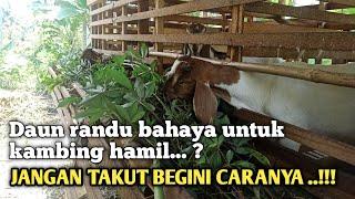 Begini cara agar daun randu aman untuk kambing hamil