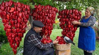 Farm to Table Crafting Homemade Bell Pepper Paste from Garden Fresh Peppers