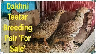 Dakhni Teetar Breeding Pair For Sale  Grey Francolin Pair  Hayat Birds  Best Price  Karachi