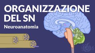 ANATOMIA MACROSCOPICA E FUNZIONALITA - Organizzazione generali del SN - Neuroanatomia