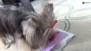 Adorable Dog Reaction to Funny Greeting card Misa Minnie