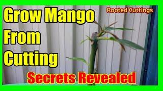 Grow Mango Tree From Cuttings Mango Cutting Propagation See Roots High Success