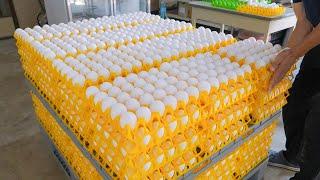 驚奇！收穫蛋和自動化洗選蛋過程 液態蛋大量生產  Egg harvesting and automated egg washing process liquid eggs production