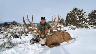 Colorado Giant Mule Deer