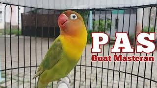 Pancingan Suara Burung Lovebird yang pas untuk Siang dan Malam hari masteran labet ngekek panjang