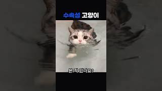 수속성 고양이