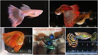 АКВАРИУМНЫЕ РЫБКИ ГУППИ КОТОРЫЕ МЫ РАЗВОДИМ В 2023 году  GUPPY FISH THAT WE ARE BREEDING IN 2023