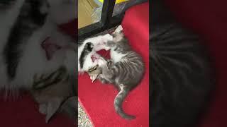 Tiny kitten biting brothers paw cute meow #shorts