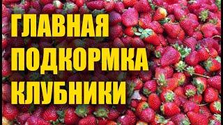 ГЛАВНАЯ ПОДКОРМКА КЛУБНИКИ ДЛЯ БОЛЬШОГО УРОЖАЯ КРУПНЫХ ЯГОД ЛЕТОМ КЛУБНИКОЙ ЗАСЫПЕТ С НОГ ДО ГОЛОВЫ