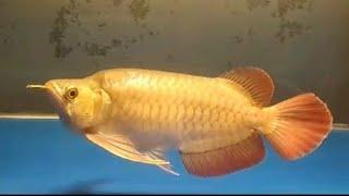 AROWANA  ARWANA KING PERFECT