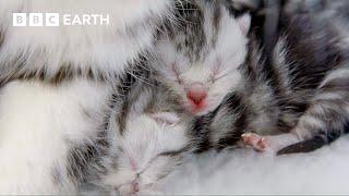 Cat Mum Feeds Her Newborn Kittens  Wonderful World of Puppies  BBC Earth