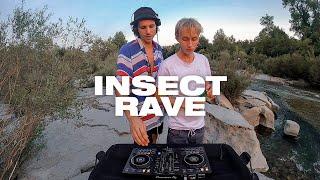 insect rave