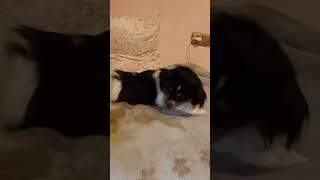 Шанель обожает забираться на кровать и баловаться #смешнаясобака #cutedogs #perrosgraciosos