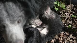 Baby sloth bear cubs sleeping in the sunshine