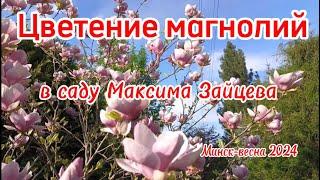 Цветение магнолий в саду Максима Зайцева г.Минск весна 2024