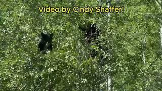 Berry Happy Bears Two Tiny Black Bears Gorge On Buds In Quaking Aspen Trees