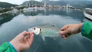 Micro jigging - Saddled seabream amberjack and false scad on Duo Tetra Jig 7g