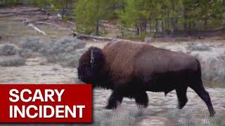 Woman gored by bison at Yellowstone National Park