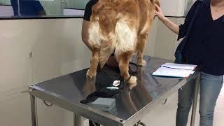 Procedure to take vaginal swab in dog